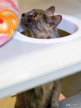 假期外出如何给猫咪找靠谱寄养,怎么找靠谱的猫咪寄养