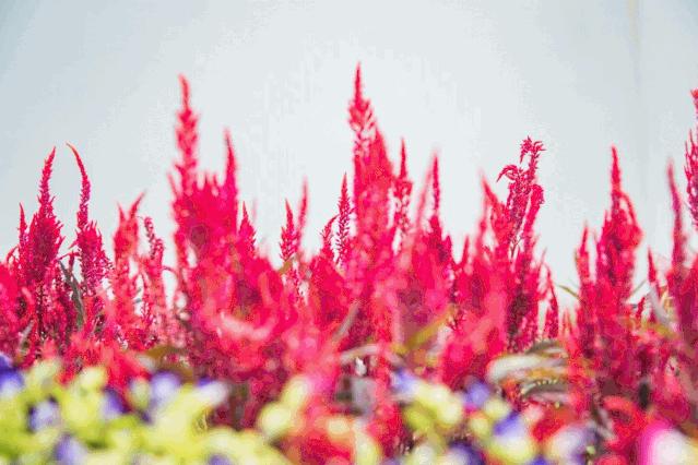 深圳免费公园哪里最好啊,深圳十大免费公园景点大全