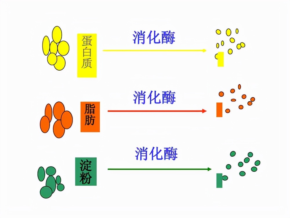 晚上在被子里发现蜈蚣,耳朵里取出蜈蚣