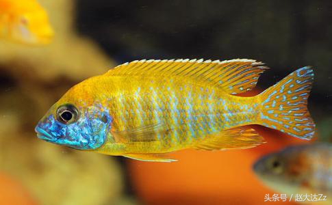 最美三湖蝴蝶,最美三湖