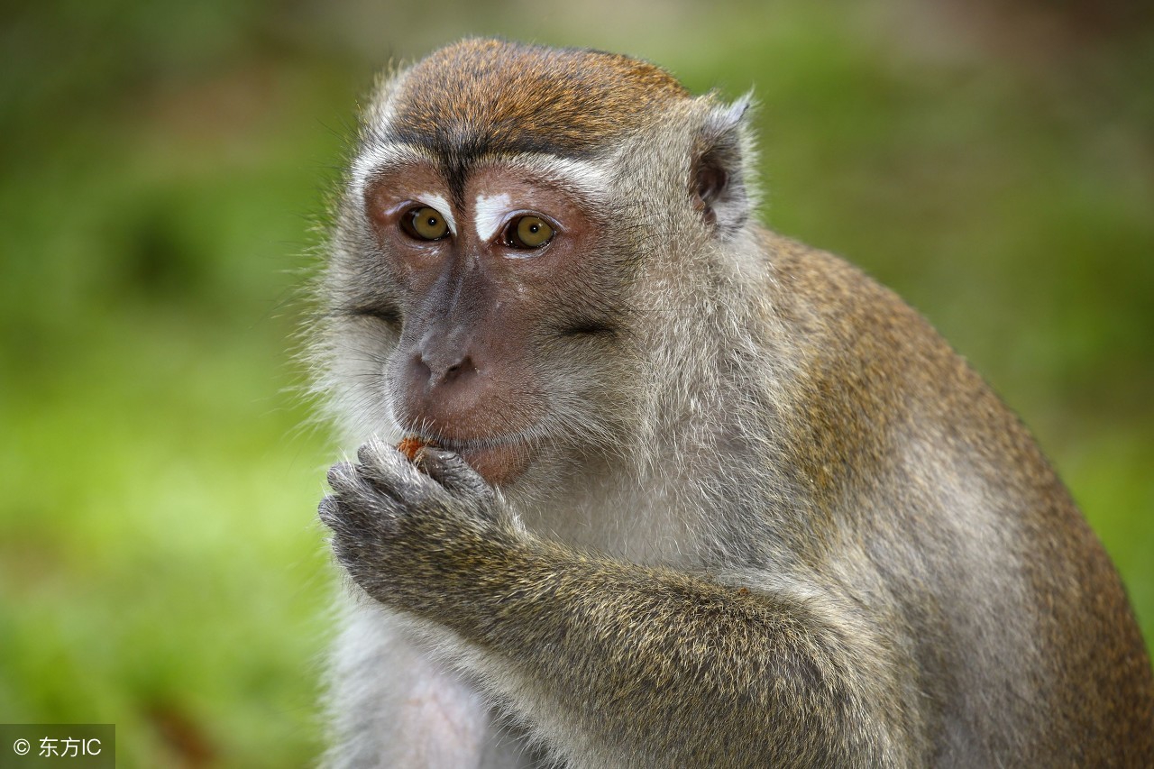属猴之人出生月份算命表,属猴人最好的十个出生日期