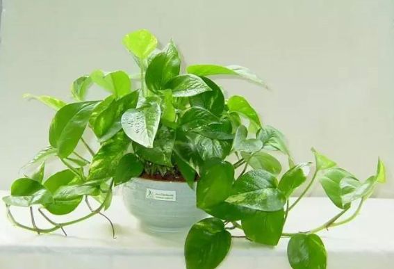 新房24小时通风2个月会甲醛中毒吗,儿童急性甲醛中毒