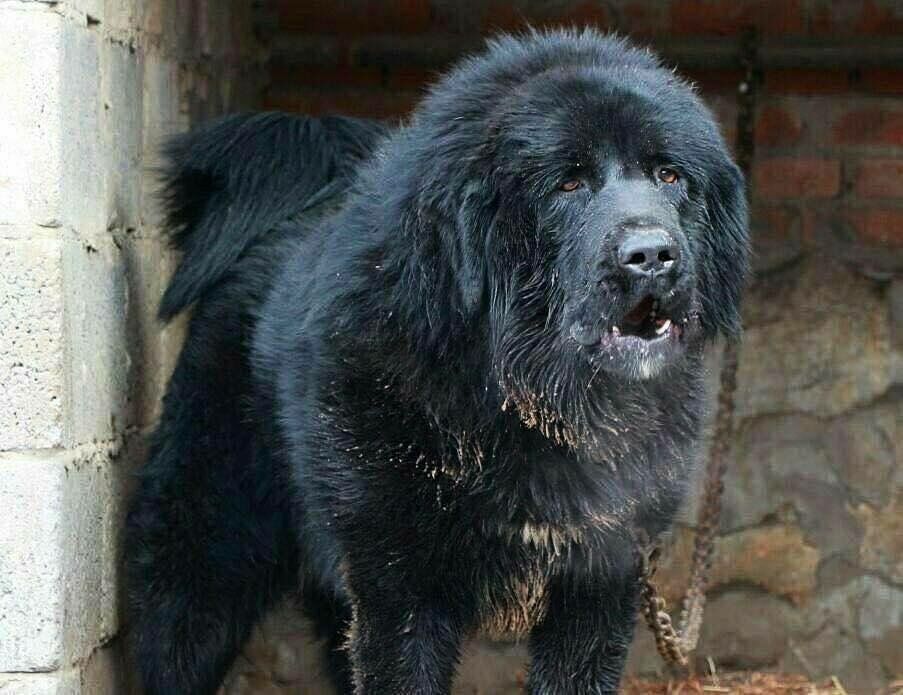 最好的十种猛犬都是哪几种,十大猛犬哪些犬对主人最真诚