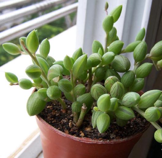 佛珠吊兰藤蔓的养殖方法,多肉吊兰佛珠养殖方法