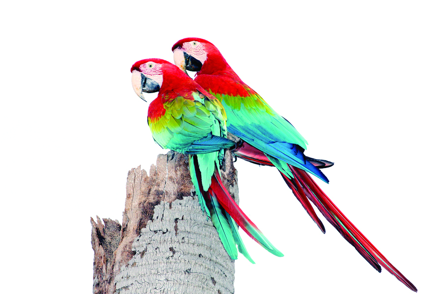 鹦鹉寄生虫有哪些,鹦鹉的寄生虫有什么症状