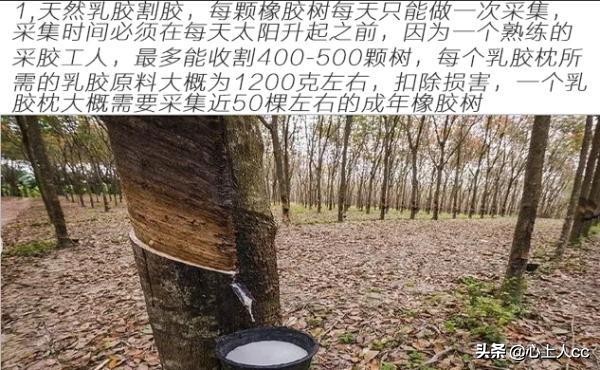 真乳胶枕和假乳胶怎么辨别,怎么区分天然乳胶枕和海绵枕头