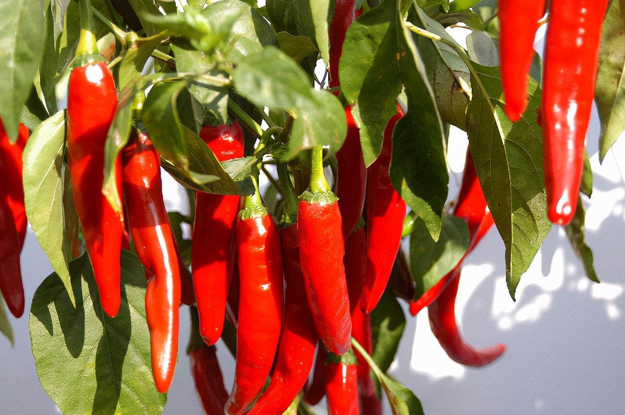 吉林地理标志农产品,吉林省23个国家地理标志农产品