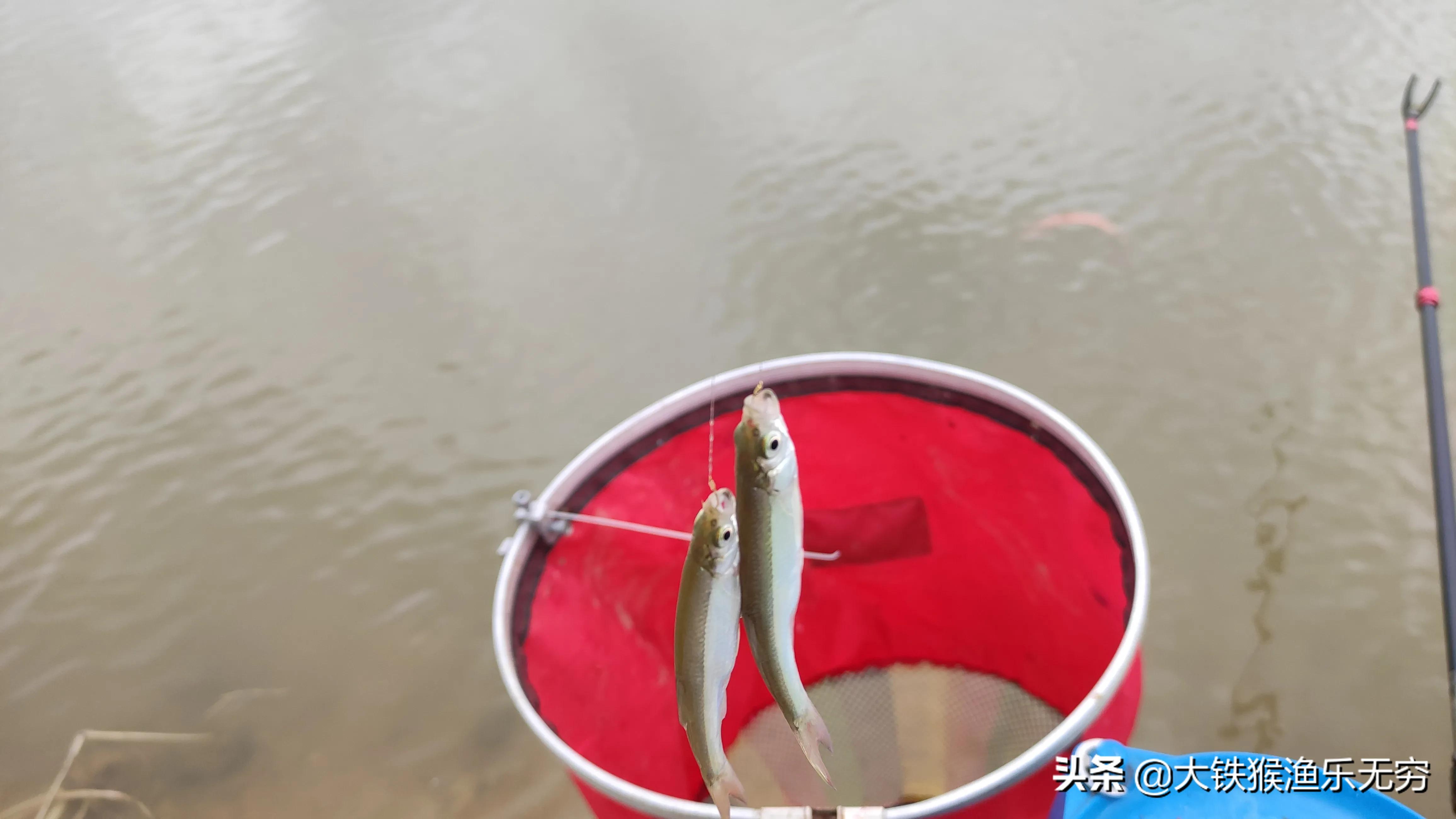 小杂鱼闹窝一招搞定,对付小杂鱼闹窝的绝招