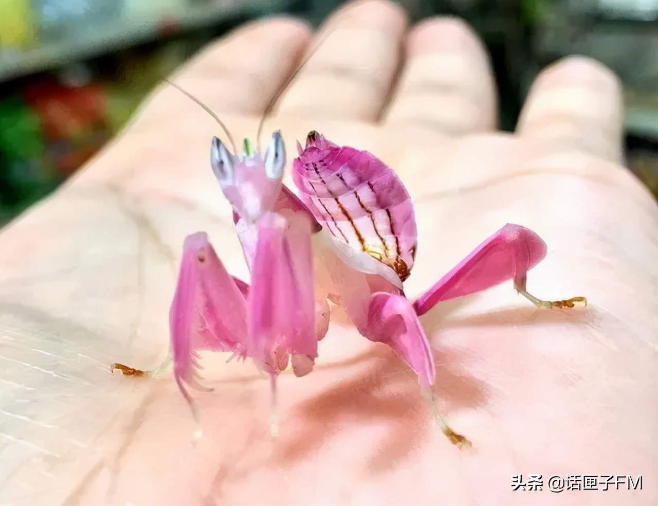 4米长，手臂粗！海关截获眼镜王蛇，现场还在不断喷射毒液