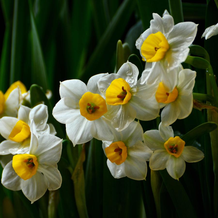 水仙花怎么养,水仙花怎么养用什么盆