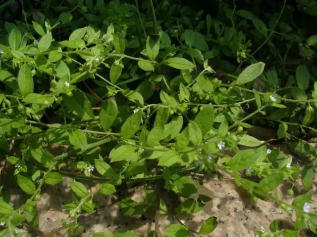 那些常见却叫不上名字的野花野草,常见的野花野草却是农家之宝