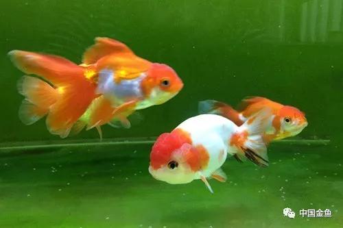 家庭养金鱼十大禁忌,家中养金鱼怎么处理粪便
