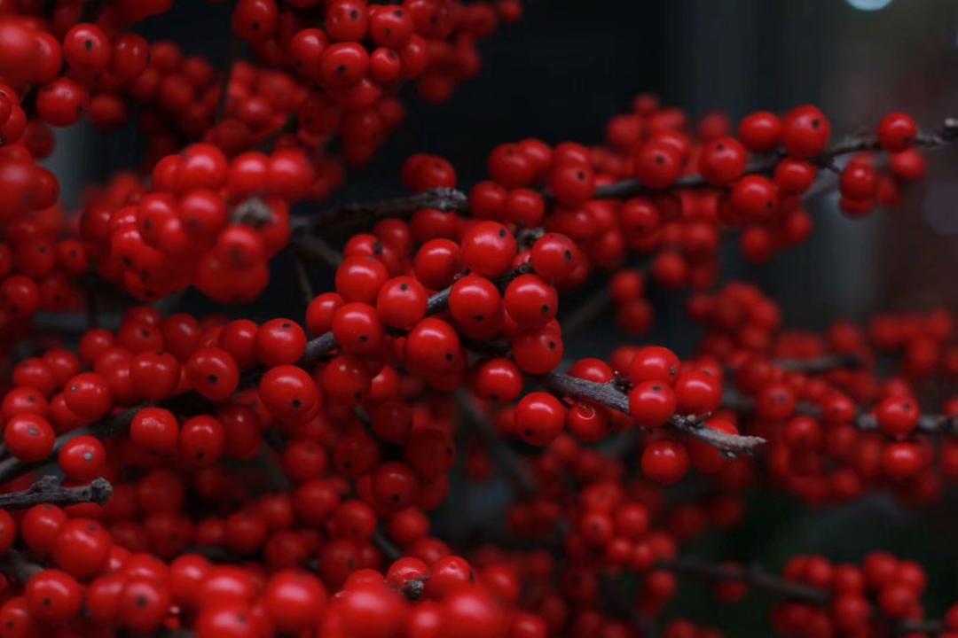 北美冬青耐阴么,北美冬青为什么这么贵