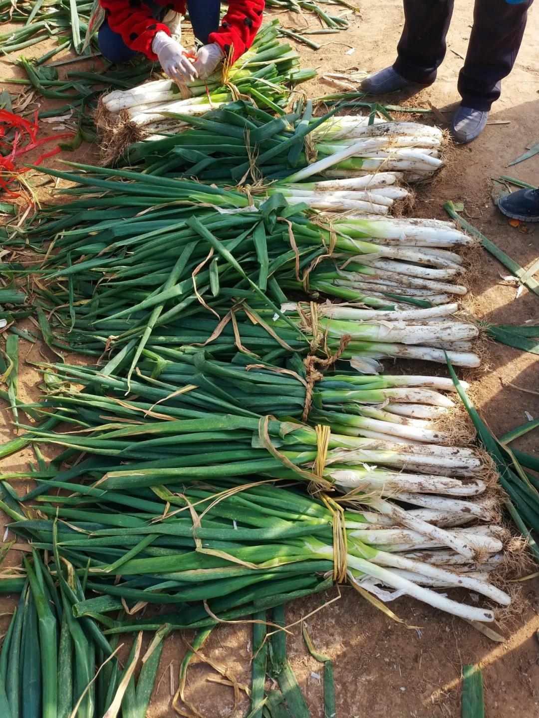 周边最便宜的大集在哪里,10元一两的大集