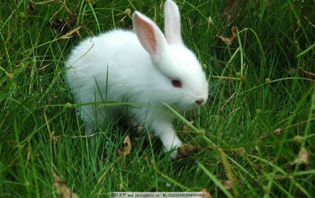 2018年这五大生肖财运亨通,今年哪几个生肖财运好一点