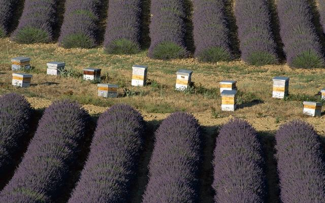 养殖蜜蜂育王技术,蜜蜂养殖育王技术方法视频
