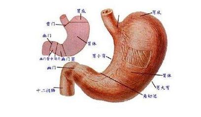 胃息肉有什么症状及表现,胃息肉的症状如何表现