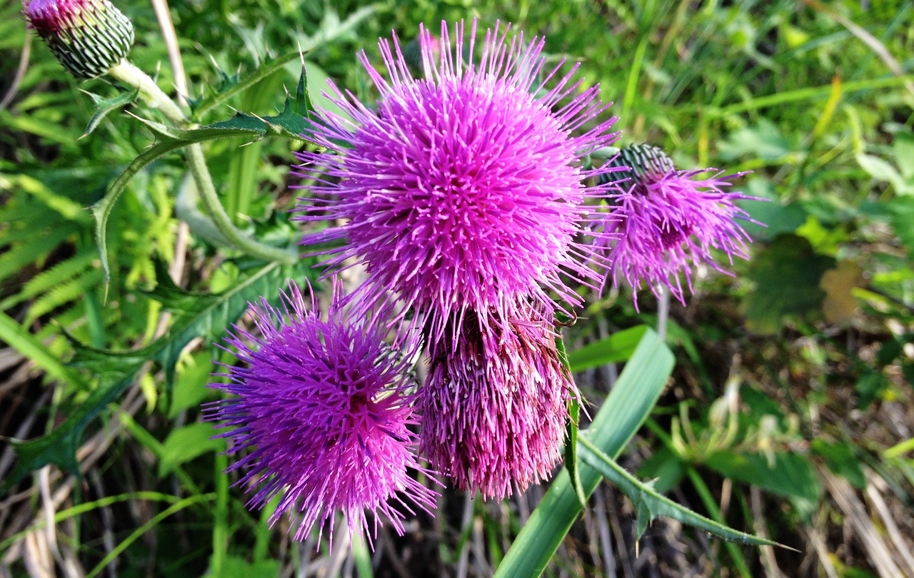 野菜的讲解视频,刺儿菜野菜怎么做好吃