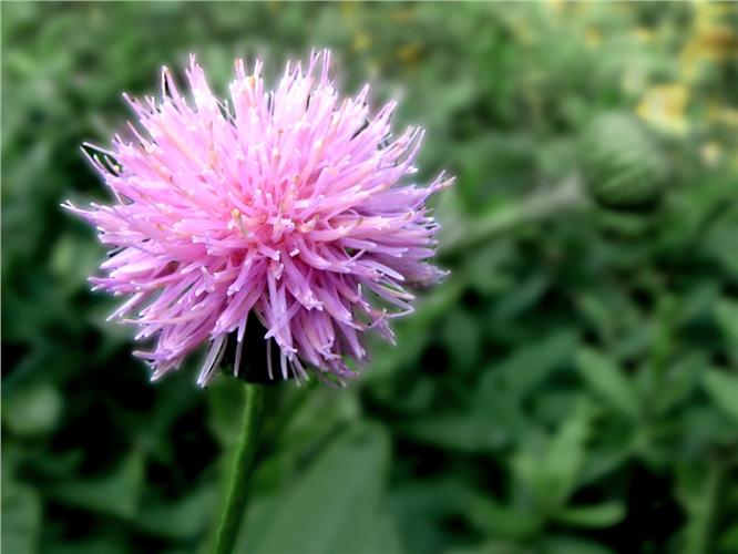 野菜的讲解视频,刺儿菜野菜怎么做好吃