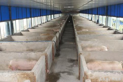 母猪受孕之前有哪种现象,母猪授精后多少时间着床