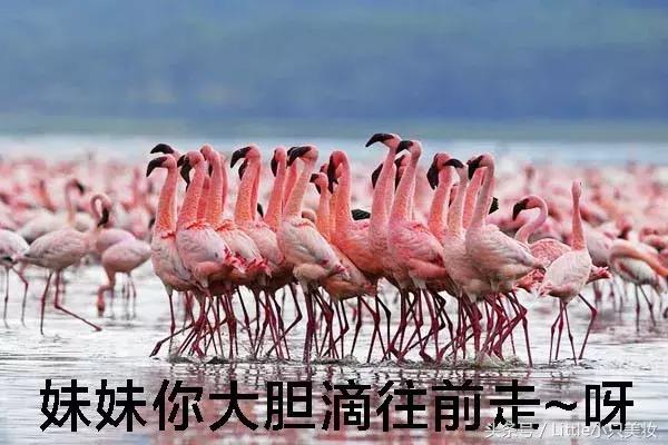 2018年樱花限定粉,2019年樱花限定品