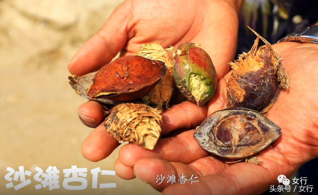 女行｜品尝活着的维生素C绿蚂蚁，半开发的现代土著人部落YARRABAH