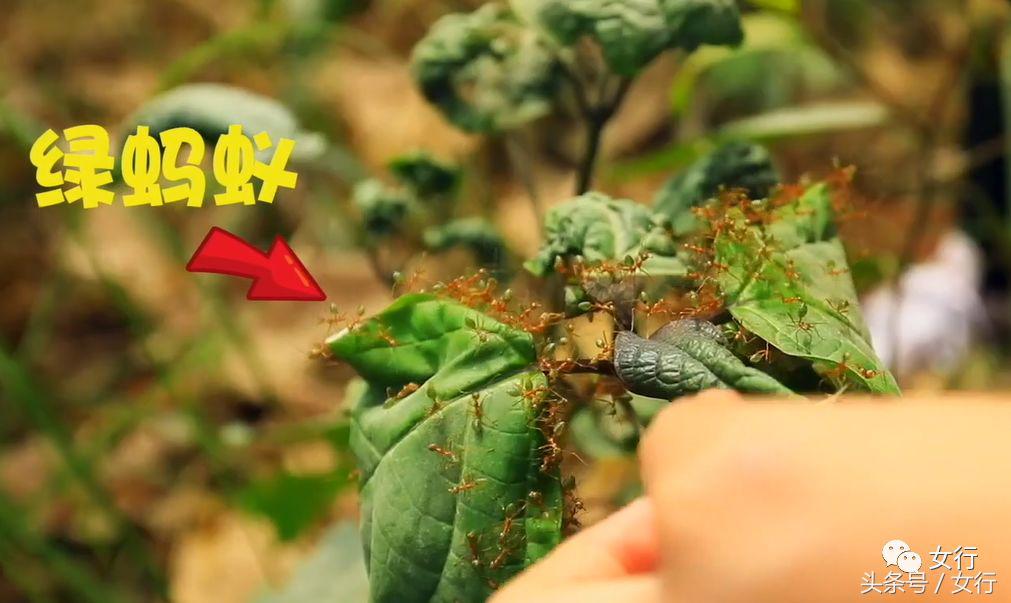 女行｜品尝活着的维生素C绿蚂蚁，半开发的现代土著人部落YARRABAH