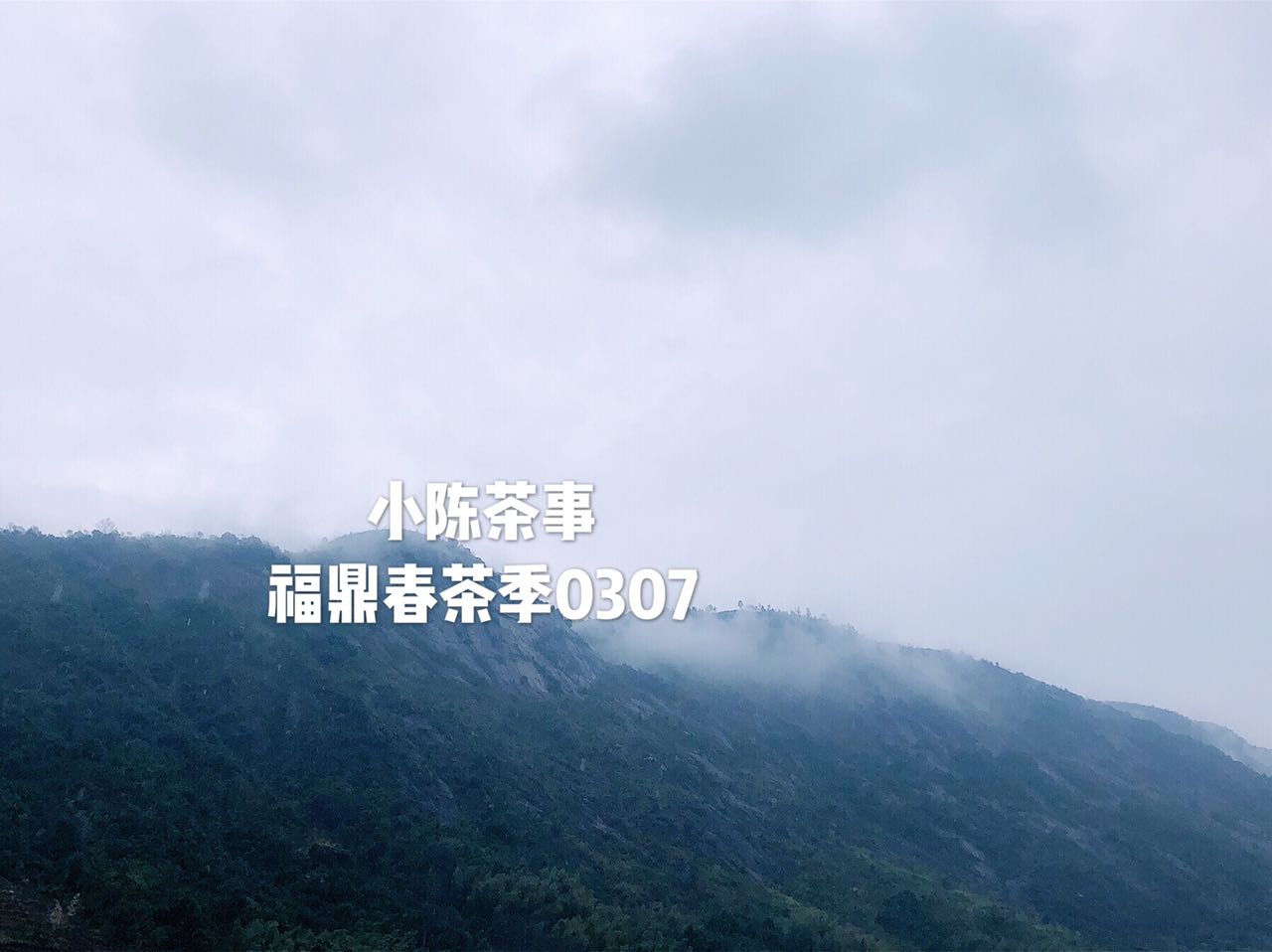 白茶最详细的解释是什么,白茶的品质与科学冲泡