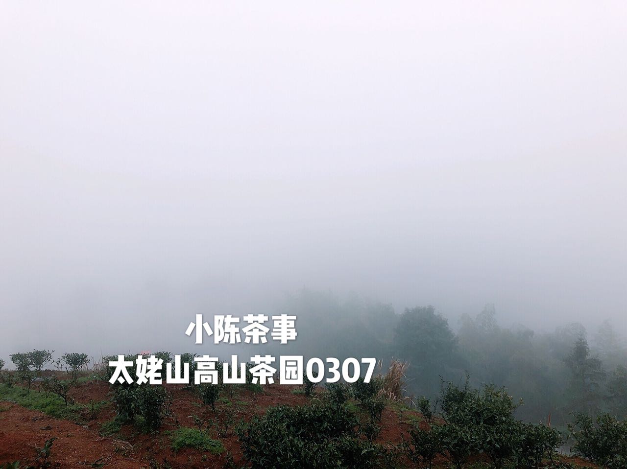 白茶最详细的解释是什么,白茶的品质与科学冲泡