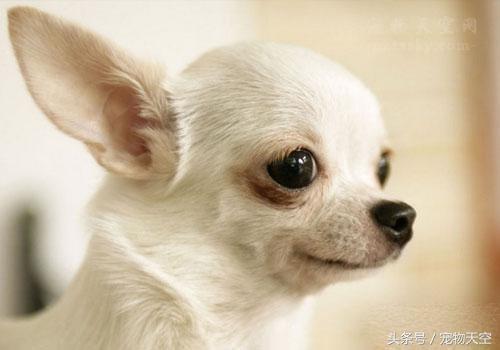 狗狗老是打嗝感觉要吐一样,狗狗老是打嗝一样嗯嗯叫