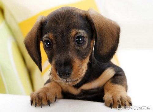 狗狗老是打嗝感觉要吐一样,狗狗老是打嗝一样嗯嗯叫