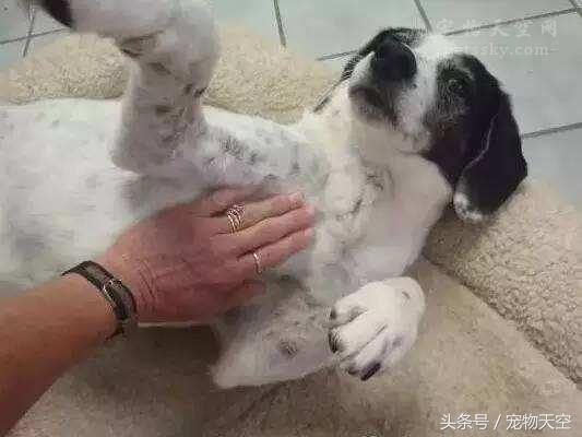 狗狗老是打嗝感觉要吐一样,狗狗老是打嗝一样嗯嗯叫