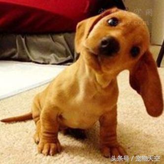 狗狗老是打嗝感觉要吐一样,狗狗老是打嗝一样嗯嗯叫