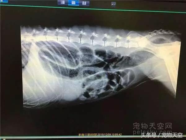 狗狗老是打嗝感觉要吐一样,狗狗老是打嗝一样嗯嗯叫