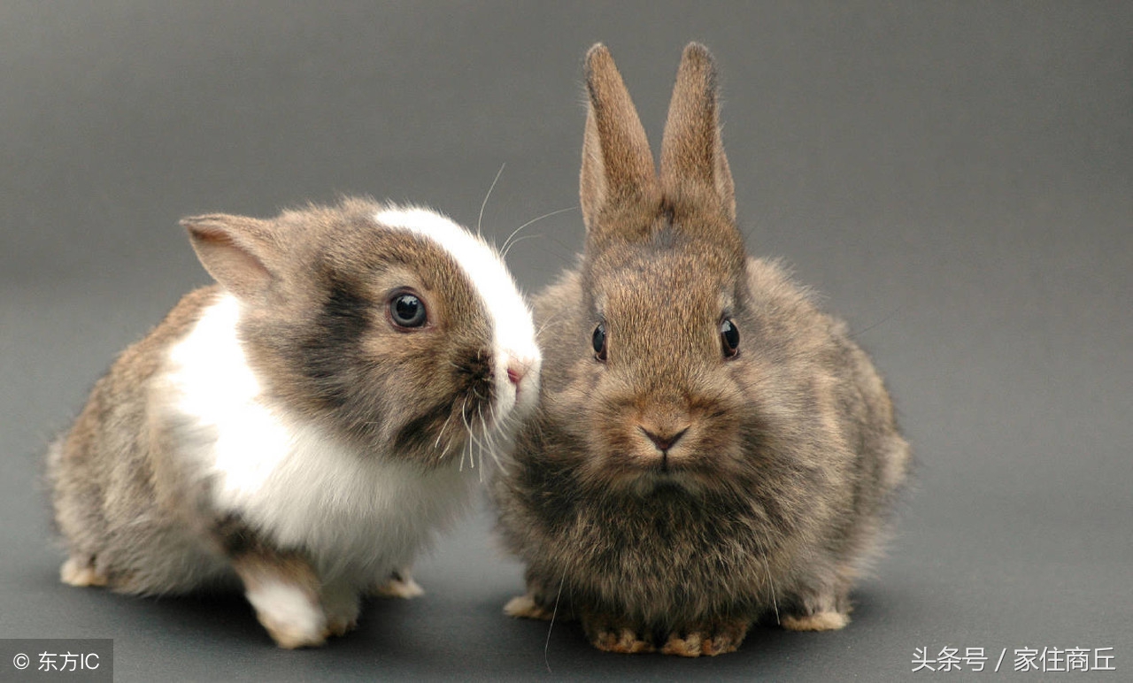 古代商丘的成语,商丘成语典故17字