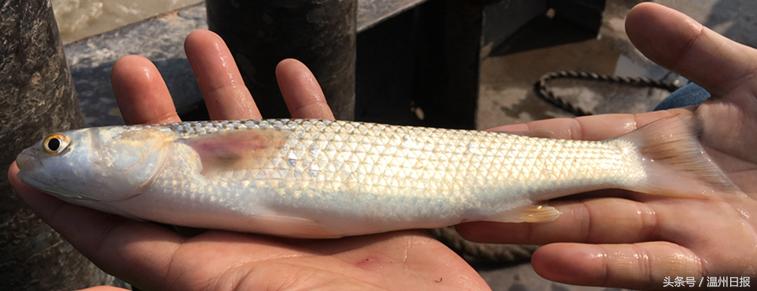 瓯江流域温州段鱼类图谱,温州淡水鱼大全