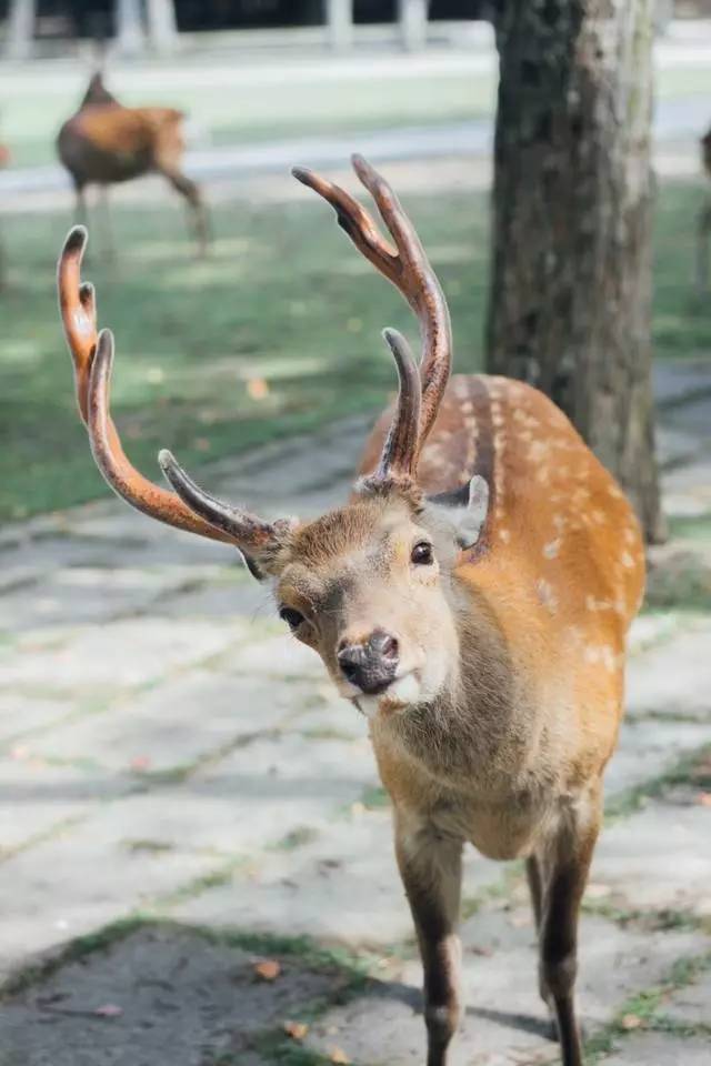 奈良鹿会鞠躬吗,为什么奈良鹿鞠躬