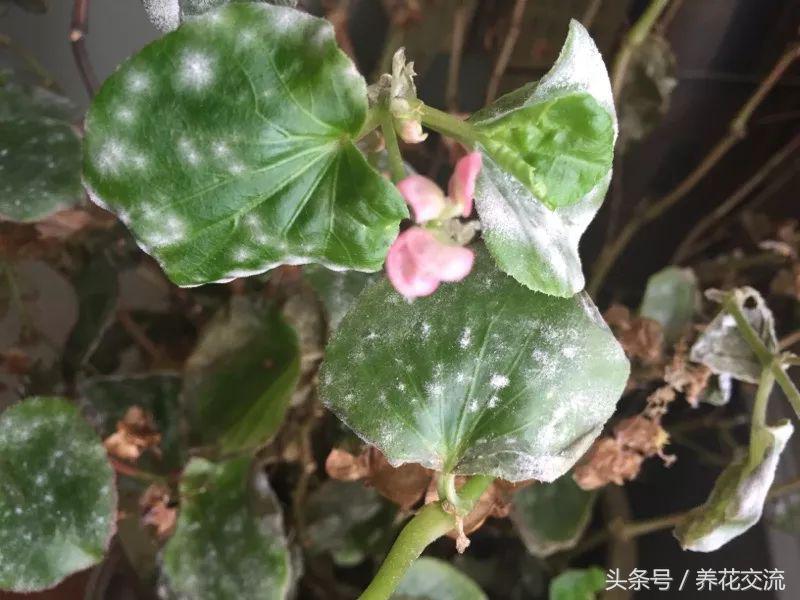花叶有白色粉末怎么治,花叶上的白色虫卵是什么虫