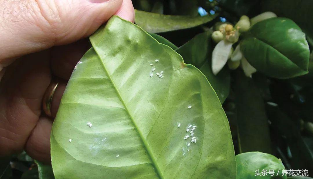 花叶有白色粉末怎么治,花叶上的白色虫卵是什么虫