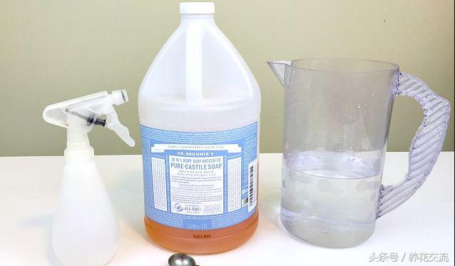 花叶有白色粉末怎么治,花叶上的白色虫卵是什么虫