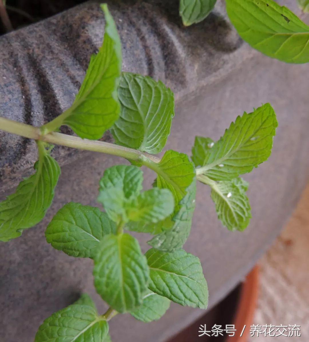 花叶有白色粉末怎么治,花叶上的白色虫卵是什么虫