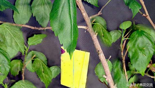 花叶有白色粉末怎么治,花叶上的白色虫卵是什么虫