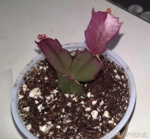 用什么土种蟹爪兰养护技巧,用什么方法养好蟹爪兰花