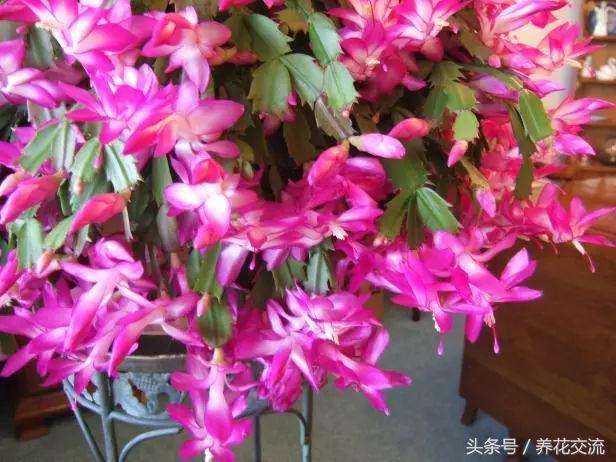 用什么土种蟹爪兰养护技巧,用什么方法养好蟹爪兰花