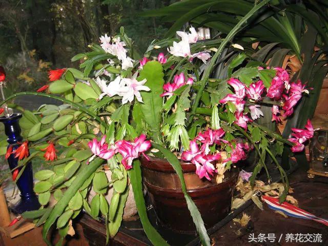 用什么土种蟹爪兰养护技巧,用什么方法养好蟹爪兰花