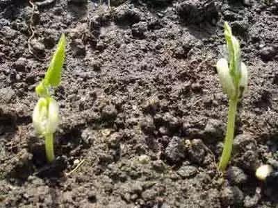 揪了把阳台种的“大蒜”做菜，母女俩呕吐不止！竟是因为……