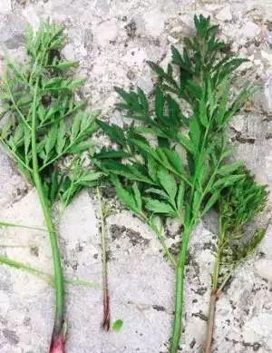 揪了把阳台种的“大蒜”做菜，母女俩呕吐不止！竟是因为……