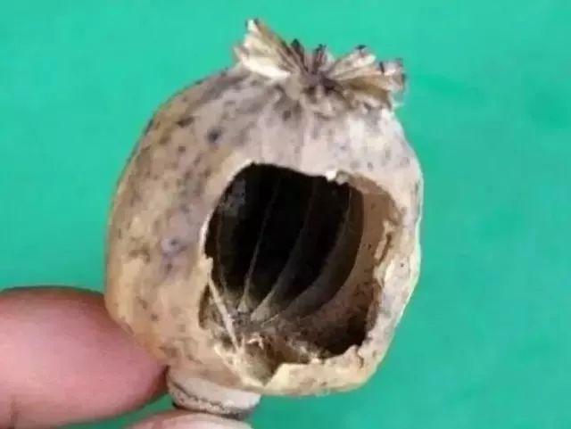 揪了把阳台种的“大蒜”做菜，母女俩呕吐不止！竟是因为……