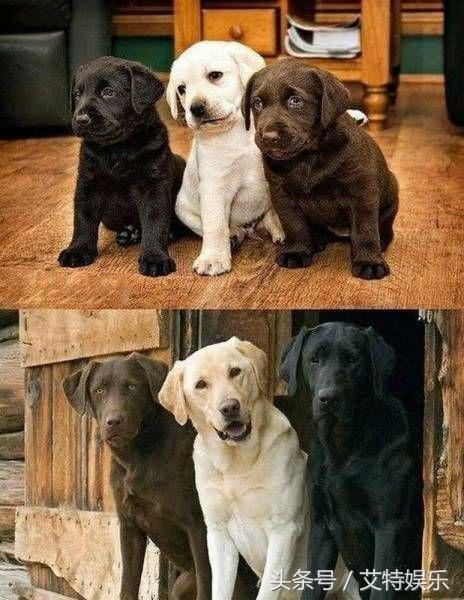 你在游戏中做过最耻辱的是什么,你玩游戏遇到哪些绝望的事