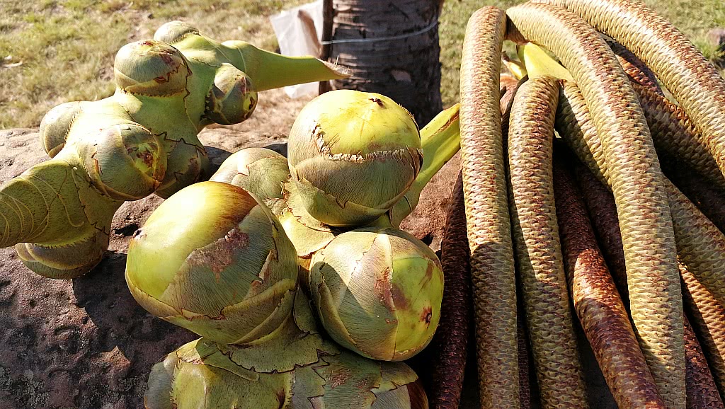 柬埔寨都有啥水果和特产,柬埔寨那些奇葩水果